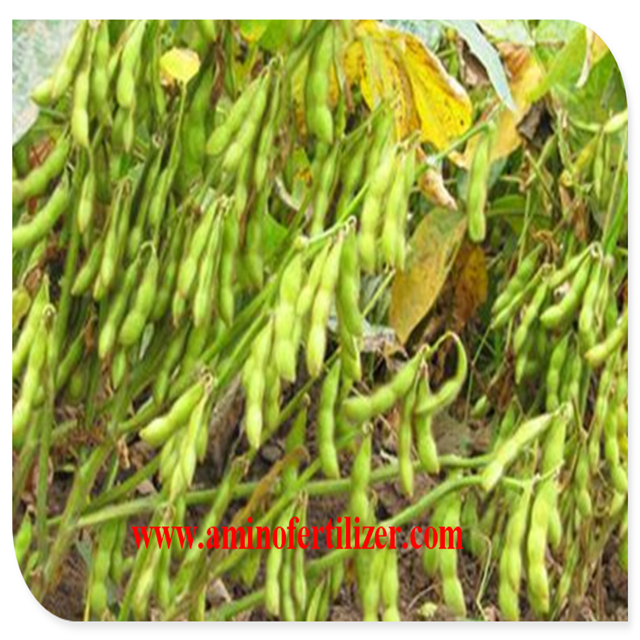 Legume Amino Plus Foliar Fertilizer Cobalt Amino Acid Chelate 20kg Per