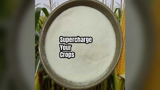 Boost Crop Yields Amino Acid Powder 80%