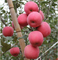Potassium Fertilizer Enhances Anthocyanin Accumulation Red Coloration Of Apples Fruits
